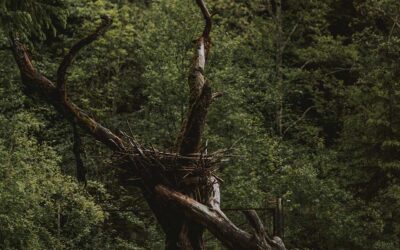 The Top Four Signs a Tree Was Struck by Lightning